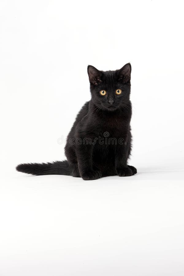 Black Kitten Playing in the Studio Stock Image Image of dark, cute 265565067