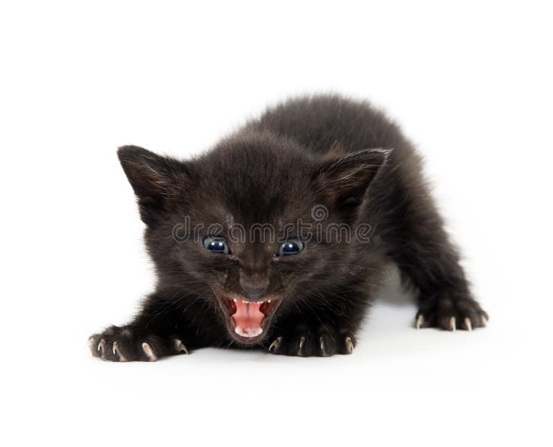 Pisicuță neagră pregătită să atace stock images