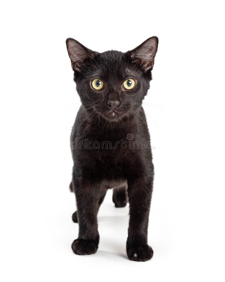 245 Cat Standing Forward Stock Photos - Free & Royalty-Free Stock