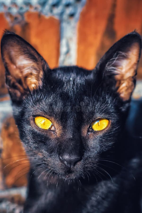 a picture of an angry black fuzzy cat with yellow