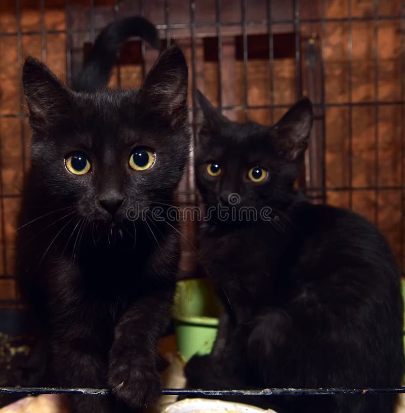 Black cat and kittens stock photo. Image of kittens, animals 40588868