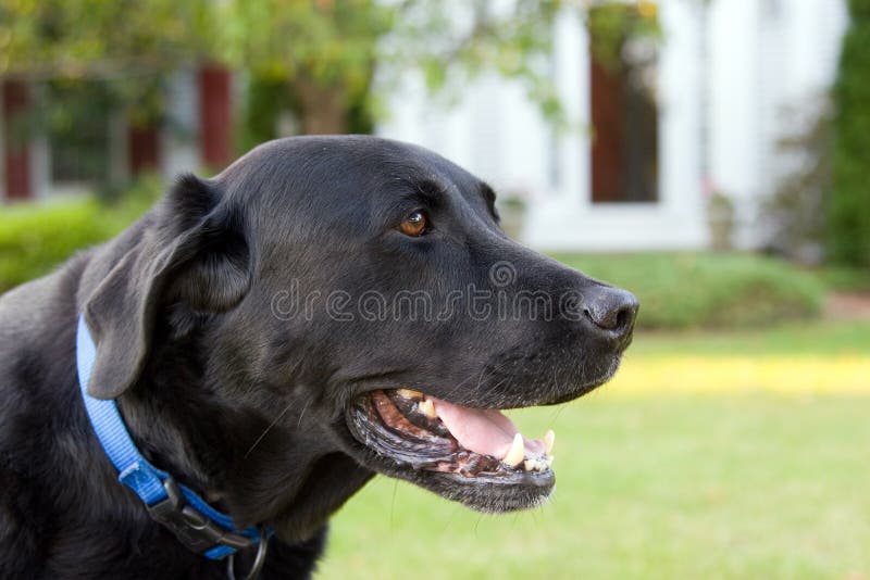 Black Lab