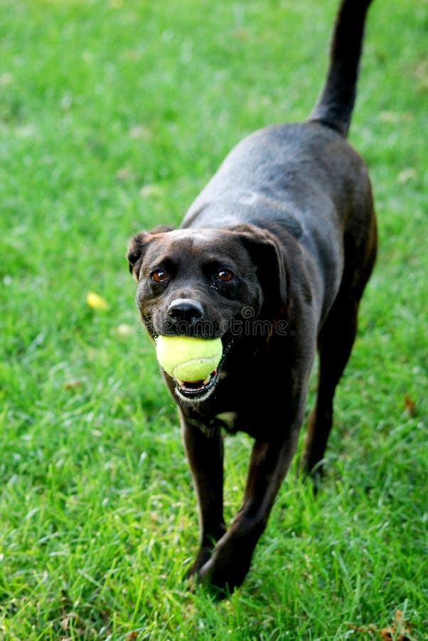 Black Lab with Ball stock image. Image of female, fetch 7161485