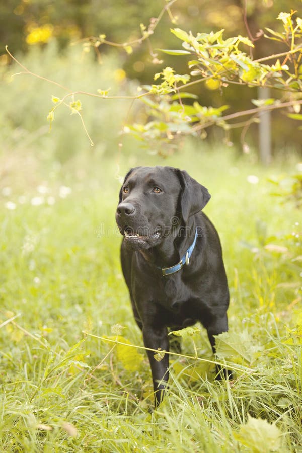 Black Lab stock image. Image of yard, animal, flowers 53323933