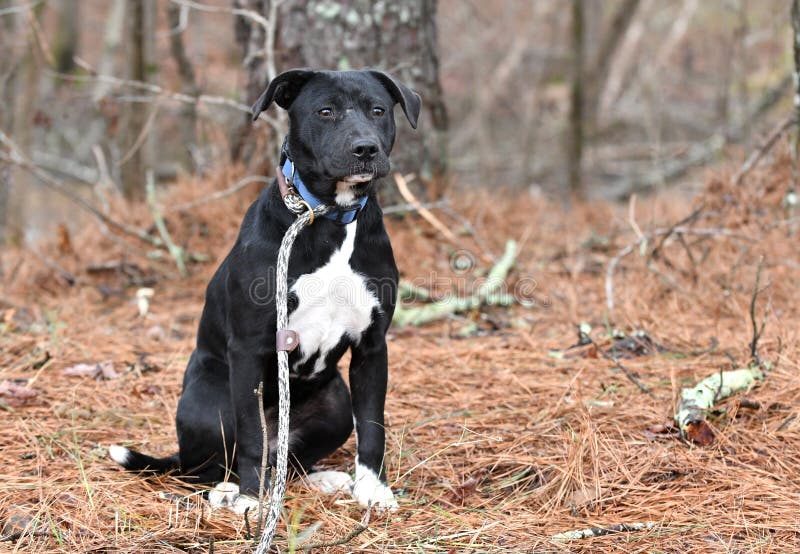 Black Lab Border Collie Puppy Dog on Leash Stock Photo - Image of pitbull, older: 239523162