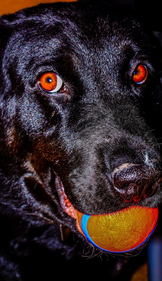 Black Lab Playing with a Ball. Calgary Alberta Canada Stock Photo