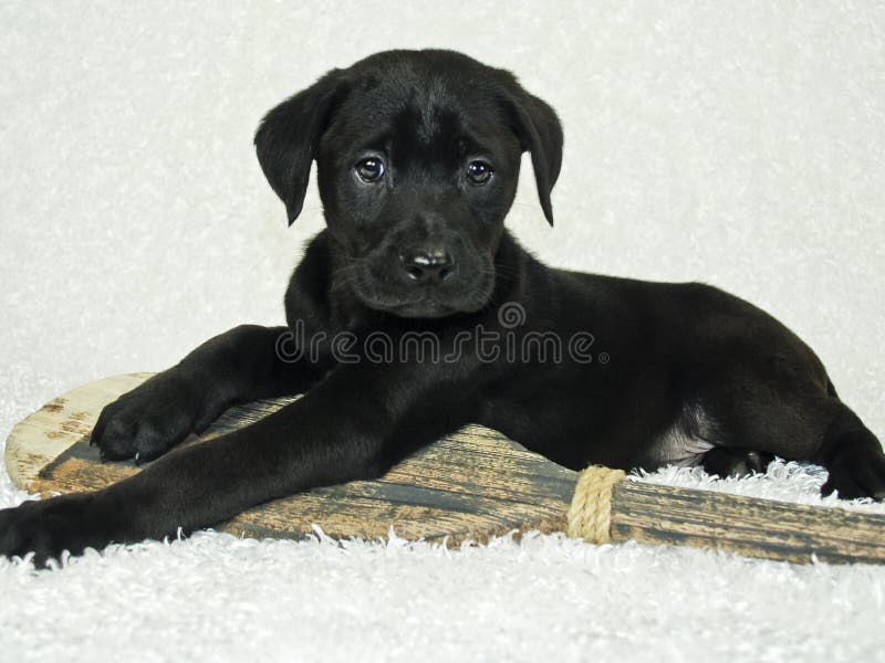 Black Lab Puppy stock photo. Image of pets, cute, black 18428340