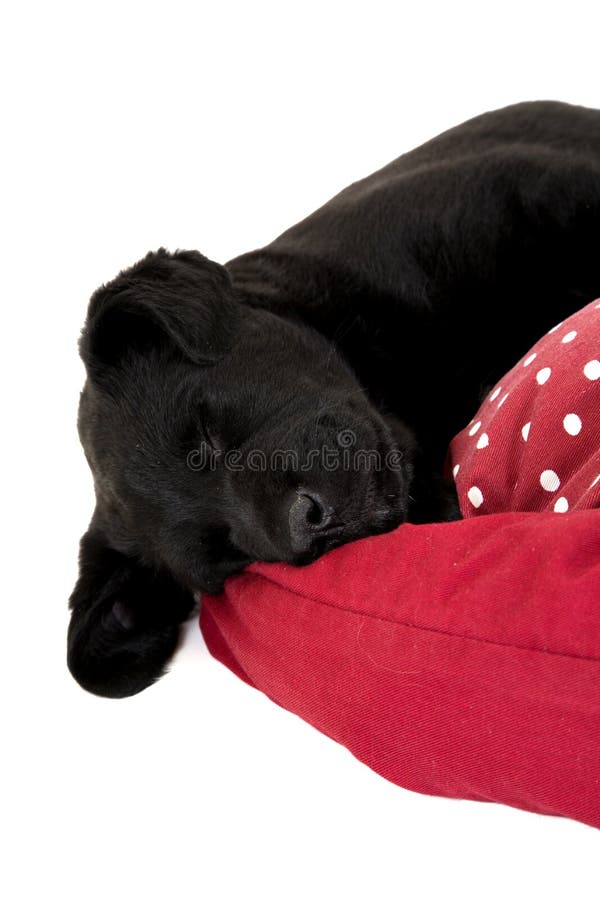 Black Lab Puppy Dog Sleeping Red Pillow Stock Photos Free & Royalty