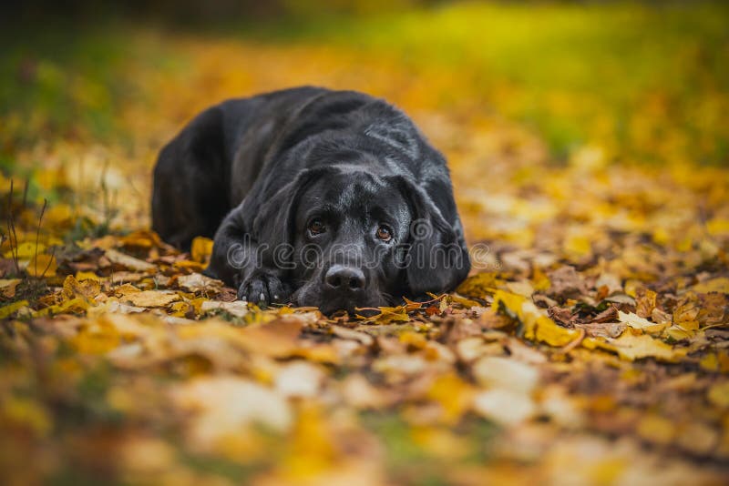 Black labrador autumn in nature, vintage