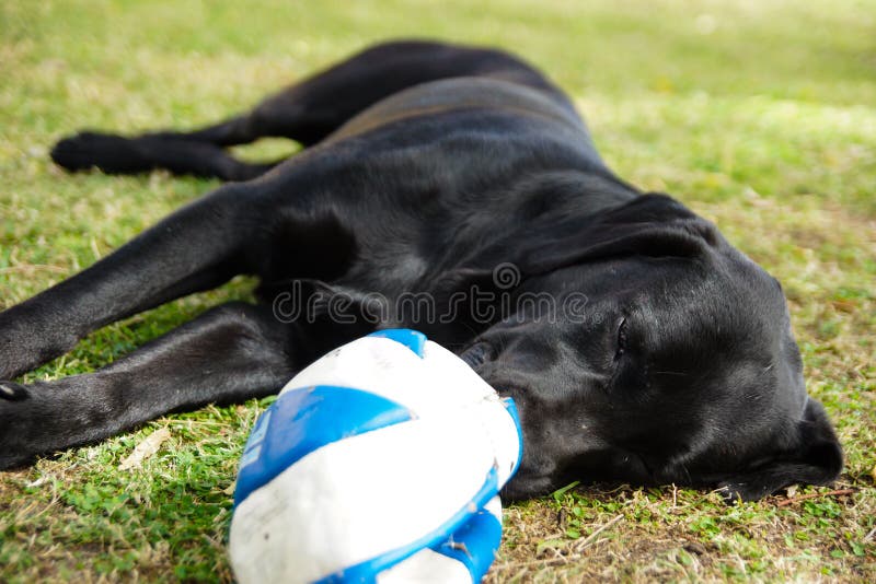 Black Labrador with Ball stock photo. Image of labrador 65909876