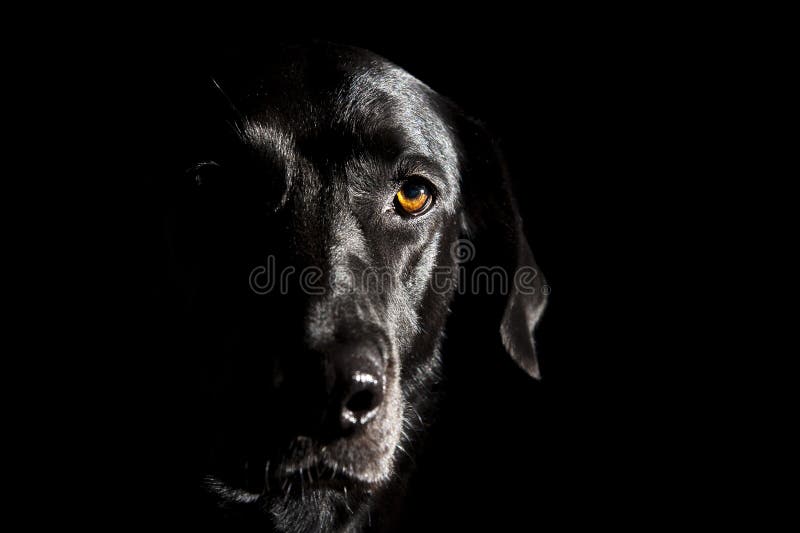 Black Labrador on black background with profiling light from right