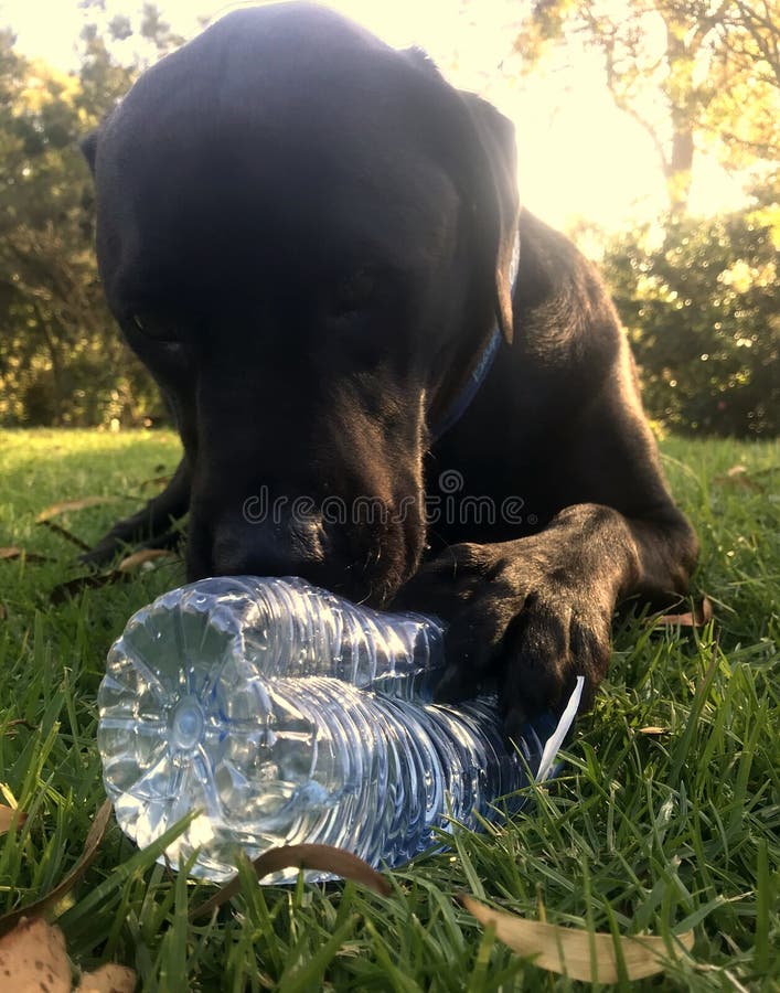 Black Lab Bottle Mouth Stock Photos Free & RoyaltyFree Stock Photos