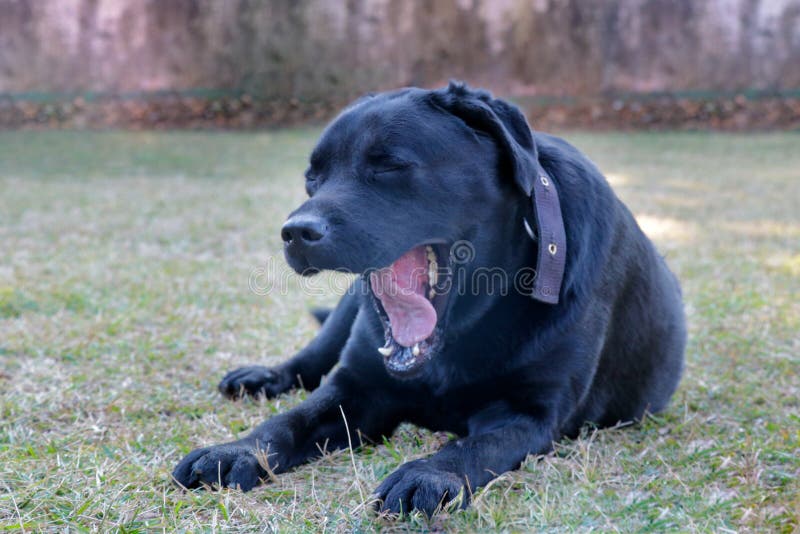 Black labrador dog setting, feel sleepy yawning stock image Black labrador dog setting, feel sleepy yawning stock image