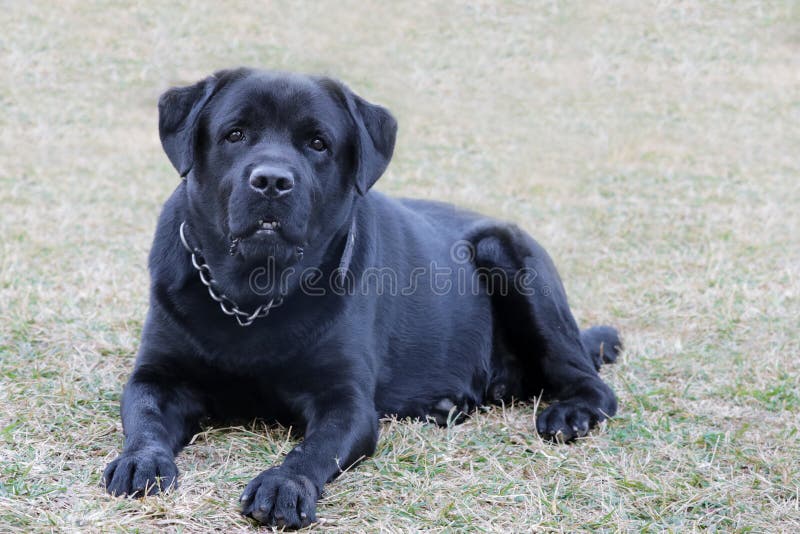 Black Labrador dog looking aggressively royalty free stock photos Black Labrador dog looking aggressively royalty free stock photos