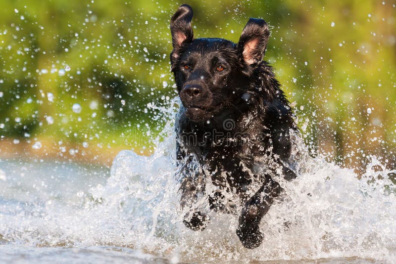 Labrador runs through the water