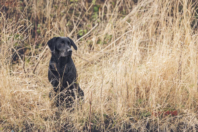 Black Labrador in Field stock image. Image of sitting 50770633