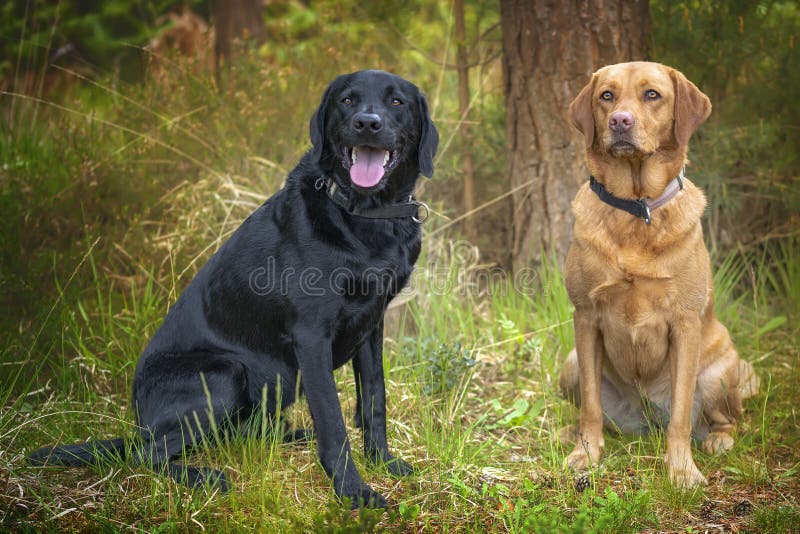Black Labrador and Fox Red Labrador Sitting in the Forest Stock Image ...
