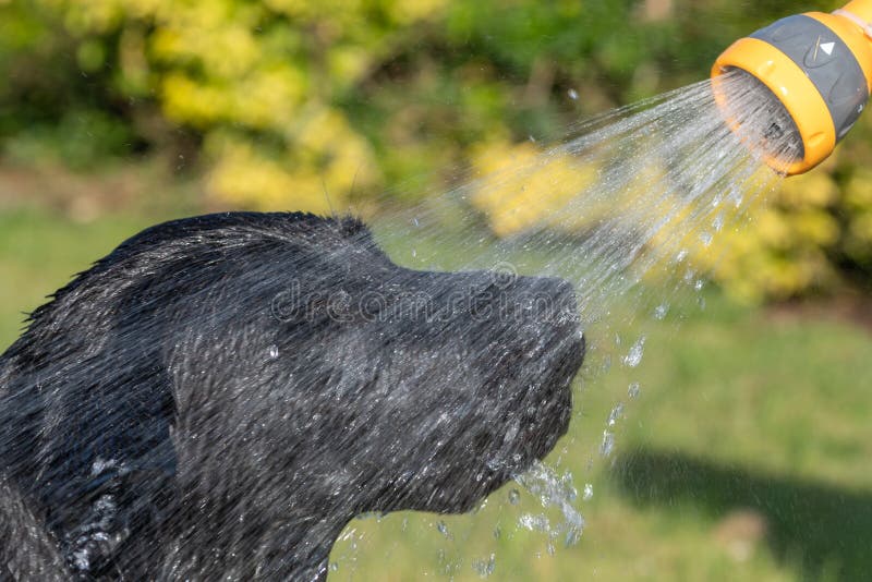 Dog Sprayed Hose Stock Photos Free & RoyaltyFree Stock Photos from