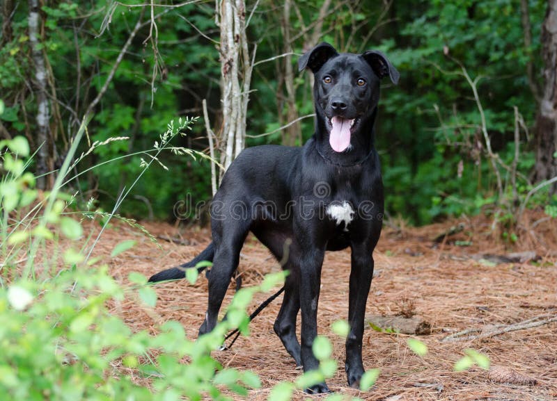 Black Labrador Mixed Breed Dog Stock Image - Image of pound, anatolian ...