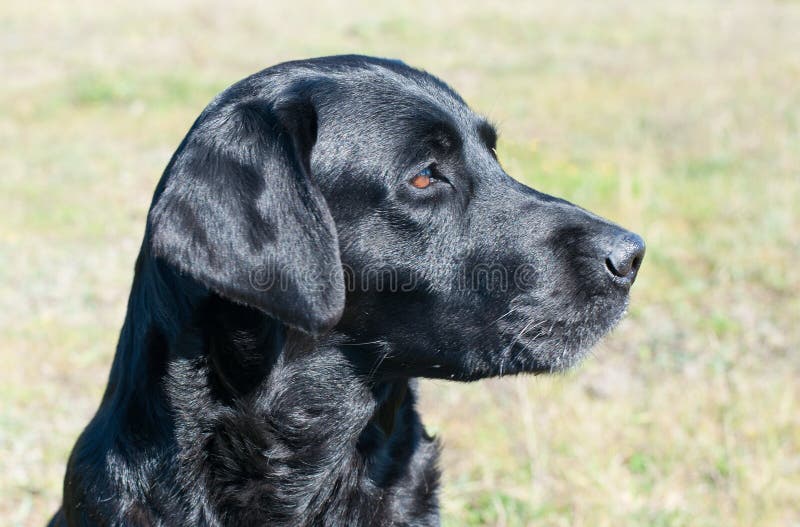 Black labrador portrait stock image. Image of working 55023087
