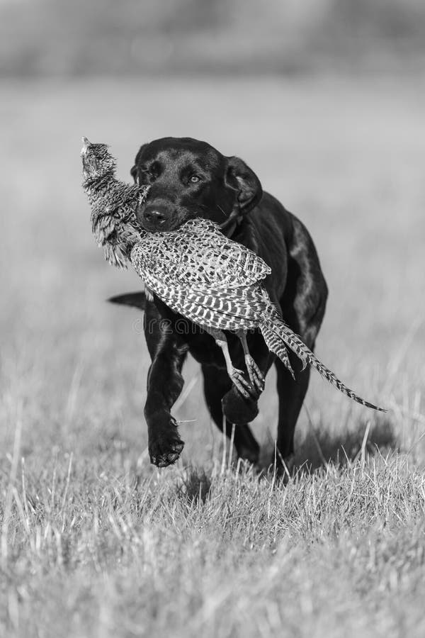 117 Labrador Retriever Pheasant Photos Free Royalty Free Stock Photos From Dreamstime