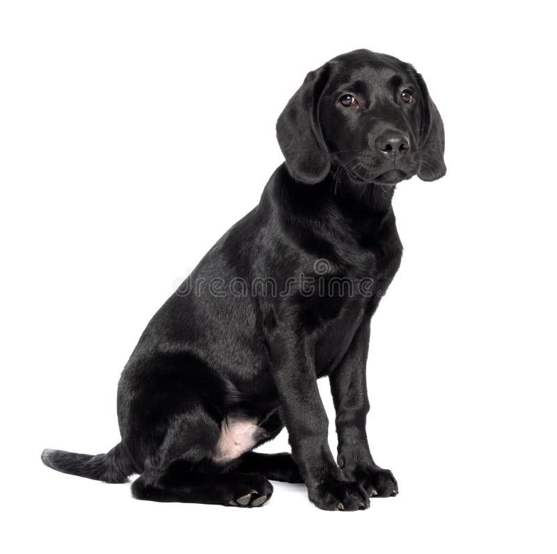 Labrador Puppy 4 Month Old Stock Photos - Free & Royalty-Free Stock Photos from Dreamstime Labrador Puppy 4 Month Old Stock Photos - Free & Royalty-Free Stock Photos From Dreamstime