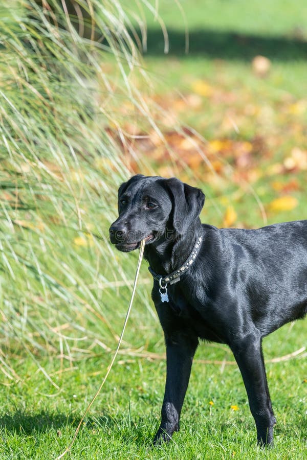 Black labrador puppy portrait of a cute playing with stick foto de archivo