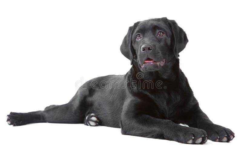 Black Labrador retreiver lying on white