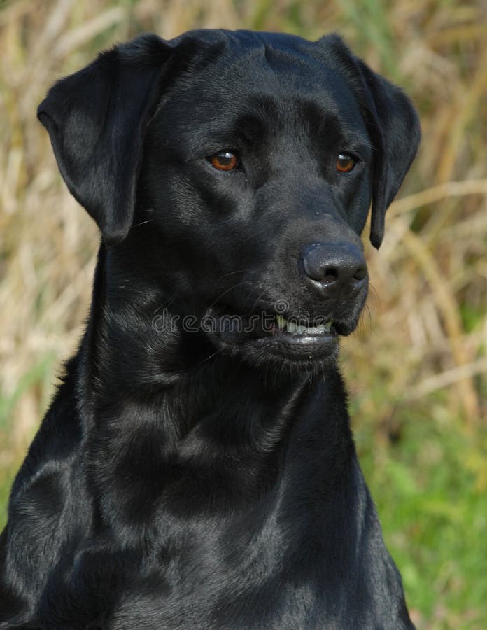 420 Black Lab Panting Stock Photos - Free & Royalty-Free Stock Photos ...