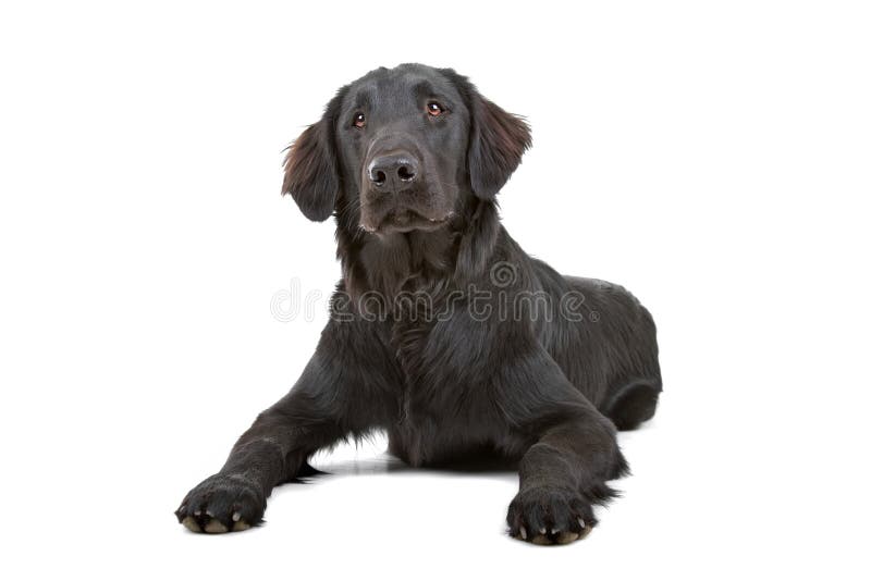 white long haired labrador