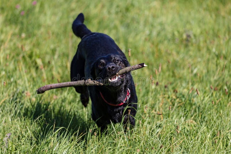 Black Labrador Retriever Dog in a Field Stock Photo Image of daytime