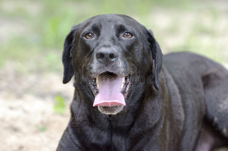 Older Black and White Pitbull Dog Stock Photo - Image of outdoor, georgia:  100418092
