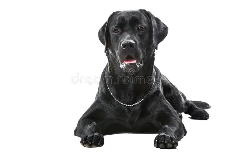 Black labrador retriever dog lying on isolated white