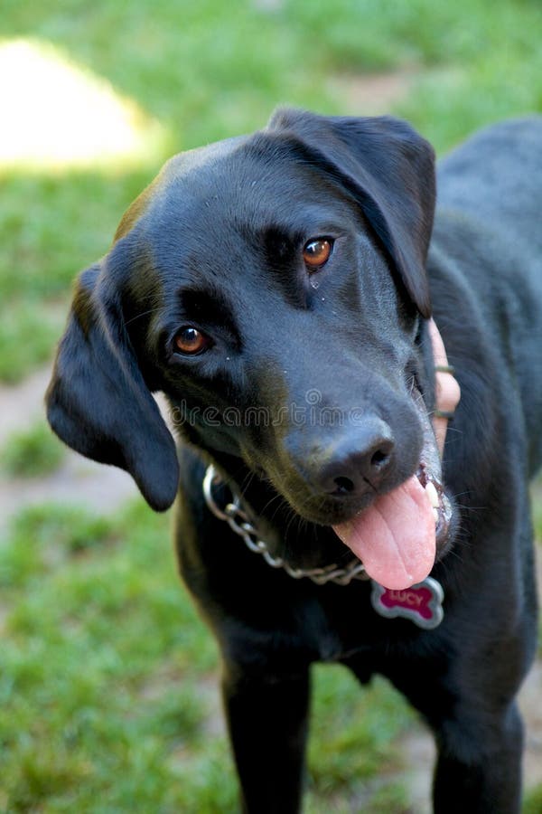 Black Labrador Retriever stock photo. Image of beautiful 40975842