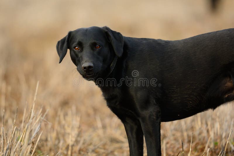 Black Labrador Standing in a Field Stock Image Image of daytime