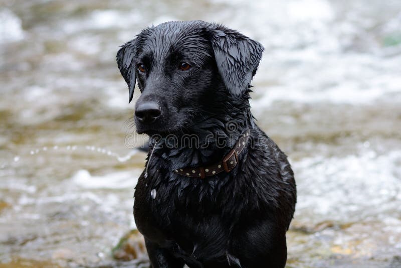Black Labrador Standing in a River Stock Photo Image of cute, mouth