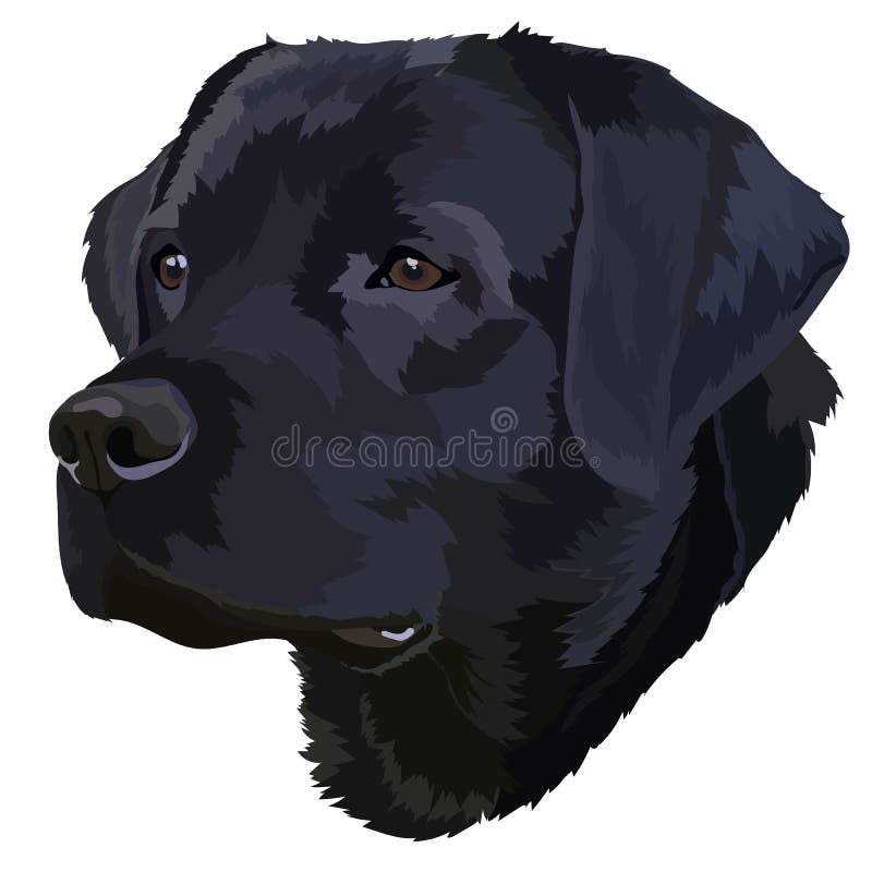 Black labrador vector. Portrait of a dog 1 royalty free illustration
