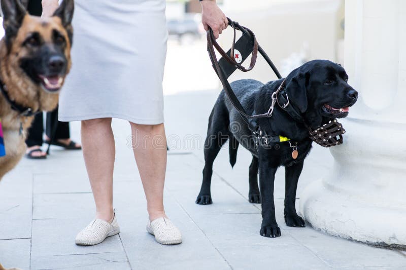what side do guide dogs walk on