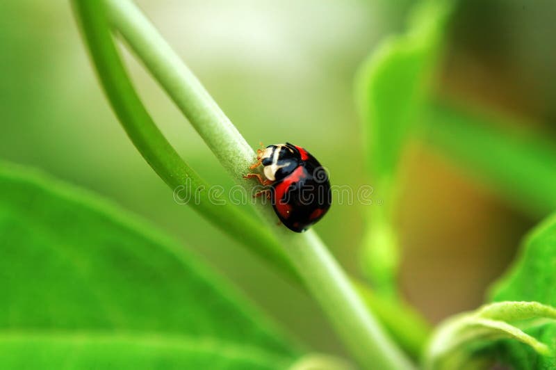 Black ladybird