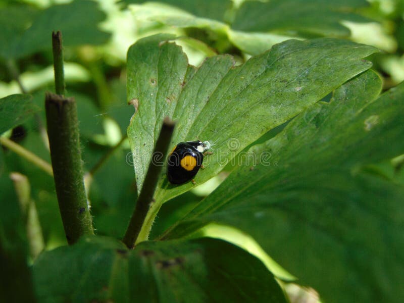 163 Killer Ladybug Stock Photos Free & RoyaltyFree Stock Photos from
