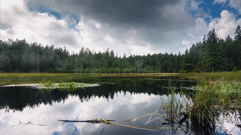 Black lake and marshes, forest in background on Pohorje mountain, Slovenia