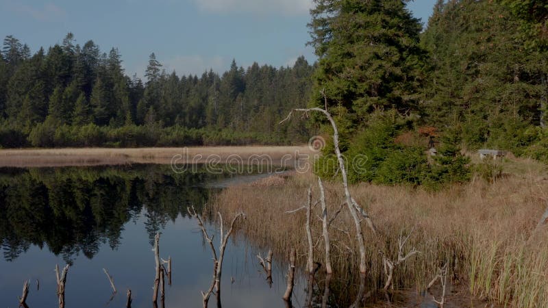 Black lake and marshes, forest in background on Pohorje mountain, Slovenia