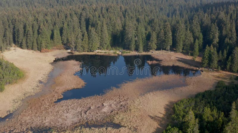 Black lake and marshes, forest in background on Pohorje mountain, Slovenia