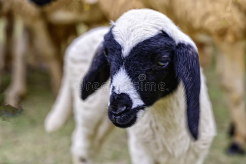 The black lamb has poor eyes. It`s looking for its mother. royalty free stock photos The black lamb has poor eyes. It`s looking for its mother. royalty free stock photos