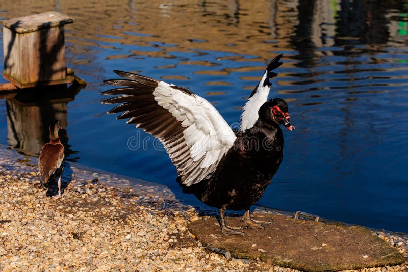 Black large Muscovy Duck or Cairina moschata malespreads its wings, drake on the shore of pond on pebbles, spring sunny day, water