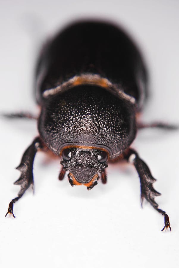 Black Lawn Beetle stock photo. Image of critter, macro 17704016