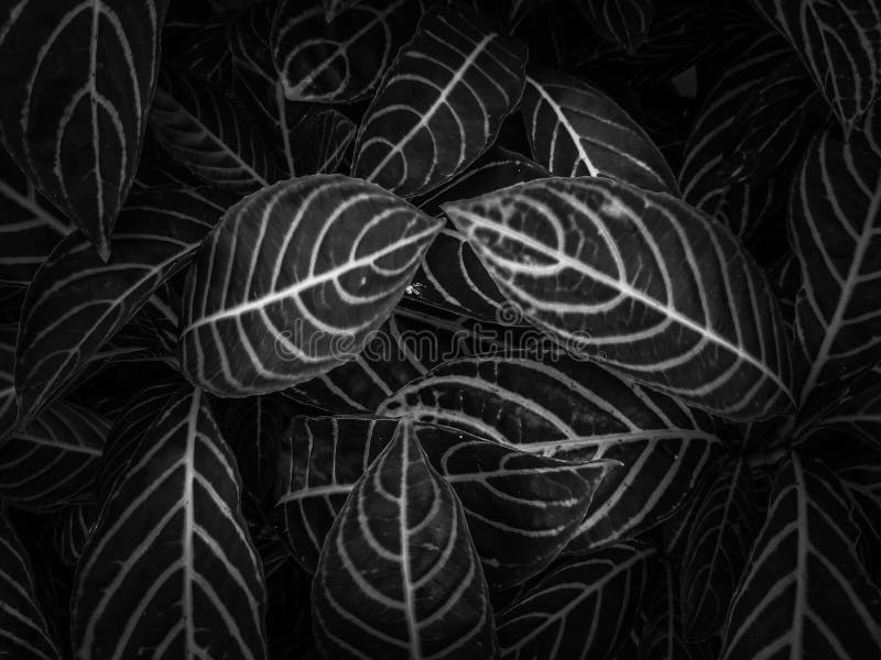 Black Leaves are Abstract the Lines for Background and Wallpaper Stock  Photo - Image of black, leaves: 156278004