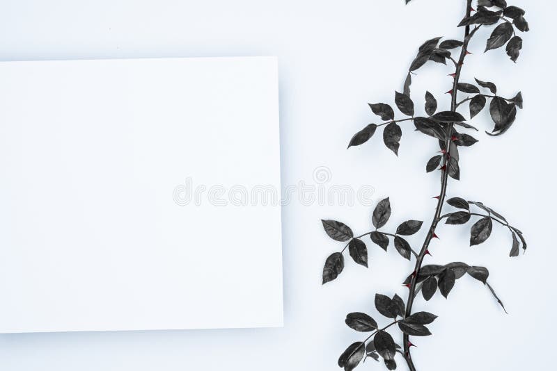 Black Leaves on White Background. Flat Lay, Top View, Space Stock Image