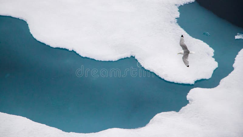 The black-legged kittiwake (Rissa tridactyla) flying over the ice in the Arctic Ocean, 82 degrees North royalty free stock photography The black-legged kittiwake (Rissa tridactyla) flying over the ice in the Arctic Ocean, 82 degrees North royalty free stock photography