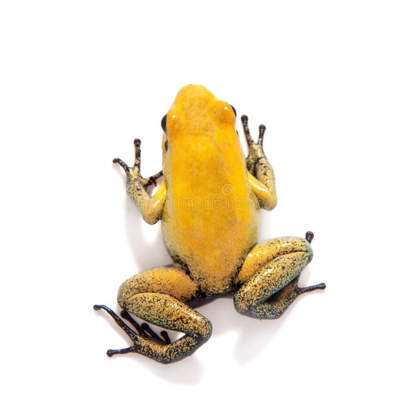 Black-legged poison frog on white. Black-legged poison frog, Phyllobates bicolor, on white, on white background royalty free stock images Black-legged poison frog on white. Black-legged poison frog, Phyllobates bicolor, on white, on white background royalty free stock images